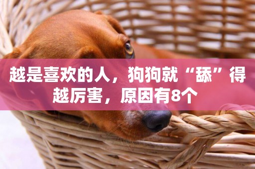 越是喜歡的人，狗狗就“舔”得越厲害，原因有8個 