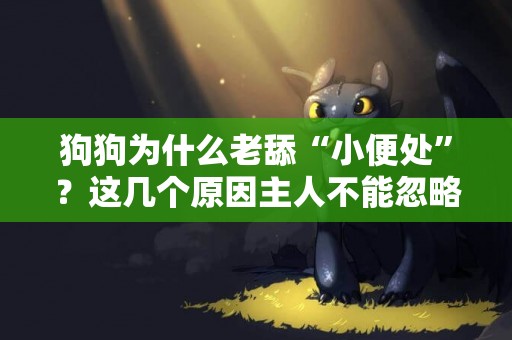 狗狗為什么老舔“小便處”？這幾個原因主人不能忽略 