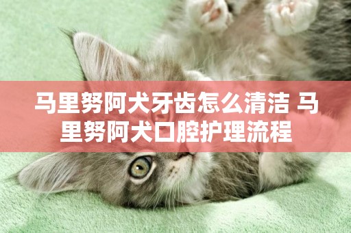 馬里努阿犬牙齒怎么清潔 馬里努阿犬口腔護理流程