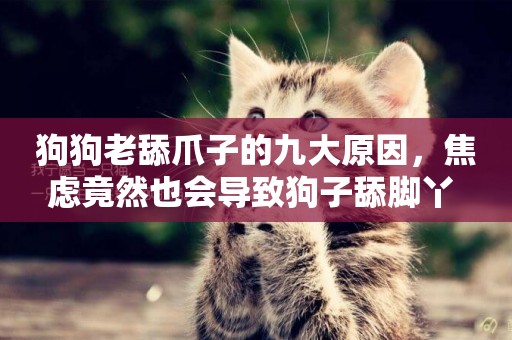 狗狗老舔爪子的九大原因，焦慮竟然也會導致狗子舔腳丫 