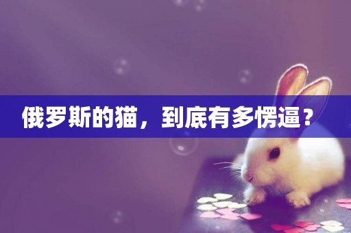 俄羅斯的貓，到底有多愣逼？ 