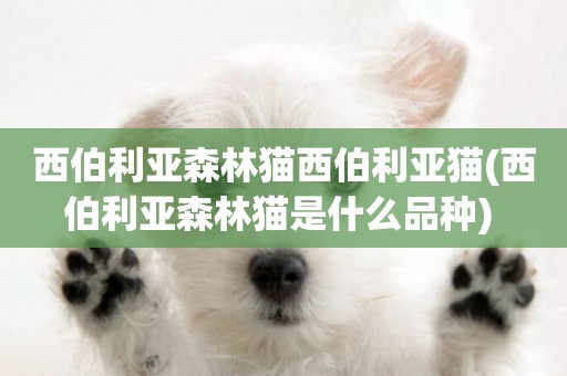 西伯利亞森林貓西伯利亞貓(西伯利亞森林貓是什么品種) 
