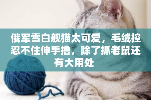 俄軍雪白艦貓太可愛，毛絨控忍不住伸手擼，除了抓老鼠還有大用處 