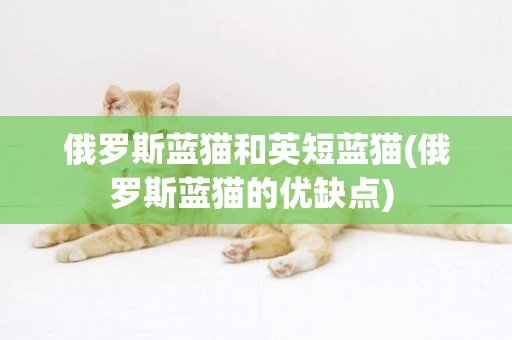 俄羅斯藍貓和英短藍貓(俄羅斯藍貓的優缺點) 