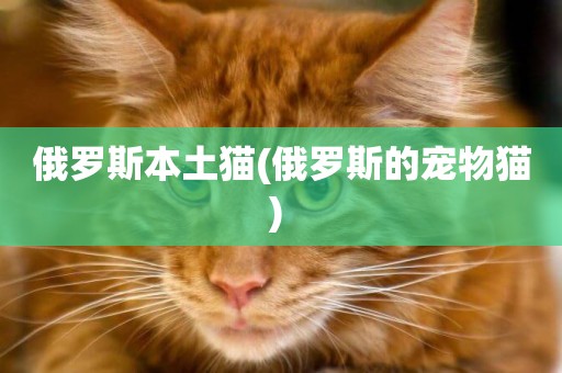 俄羅斯本土貓(俄羅斯的寵物貓) 