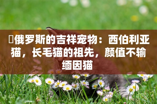 ?俄羅斯的吉祥寵物：西伯利亞貓，長毛貓的祖先，顏值不輸緬因貓 