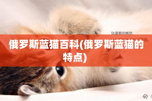 俄羅斯藍貓百科(俄羅斯藍貓的特點) 