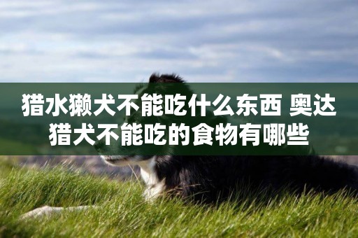 獵水獺犬不能吃什么東西 奧達獵犬不能吃的食物有哪些