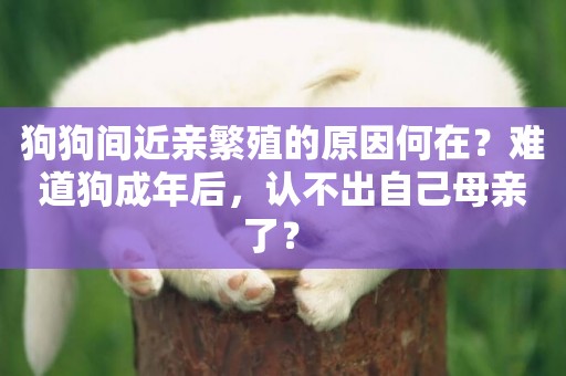 狗狗間近親繁殖的原因何在？難道狗成年后，認不出自己母親了？ 