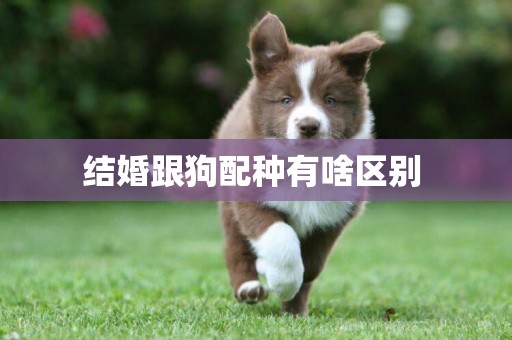 結婚跟狗配種有啥區別 