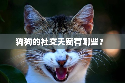 狗狗的社交天賦有哪些？ 