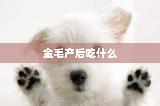 金毛產后吃什么