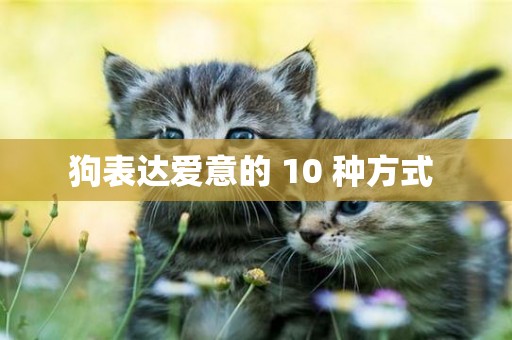 狗表達愛意的 10 種方式 