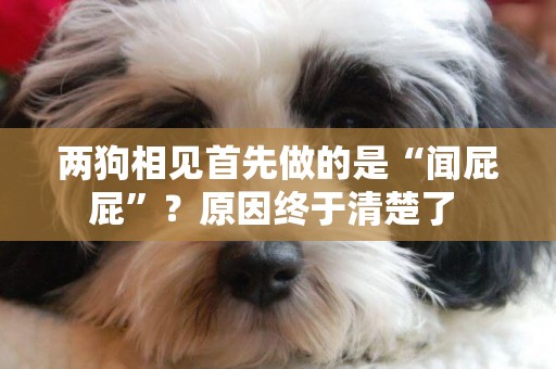 兩狗相見首先做的是“聞屁屁”？原因終于清楚了 