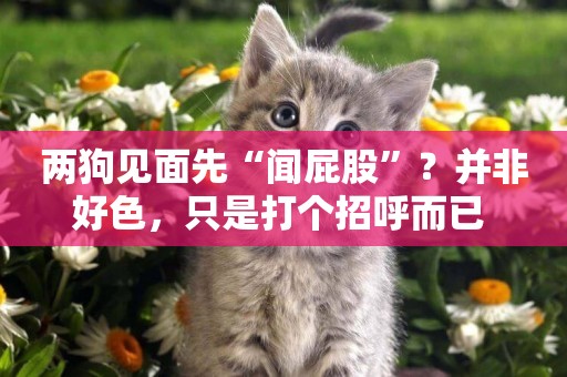 兩狗見面先“聞屁股”？并非好色，只是打個招呼而已 