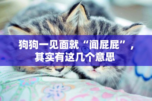 狗狗一見面就“聞屁屁”，其實有這幾個意思 