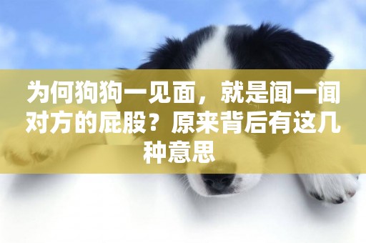 為何狗狗一見面，就是聞一聞對方的屁股？原來背后有這幾種意思 