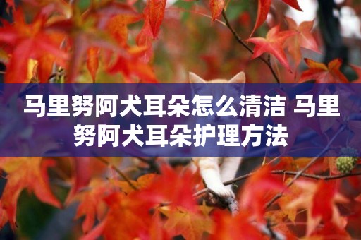 馬里努阿犬耳朵怎么清潔 馬里努阿犬耳朵護理方法