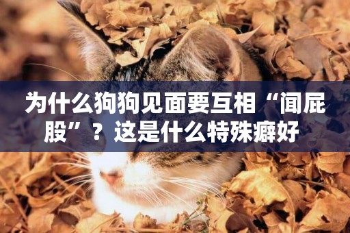 為什么狗狗見面要互相“聞屁股”？這是什么特殊癖好 