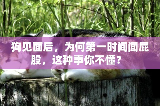 狗見面后，為何第一時間聞屁股，這種事你不懂？ 