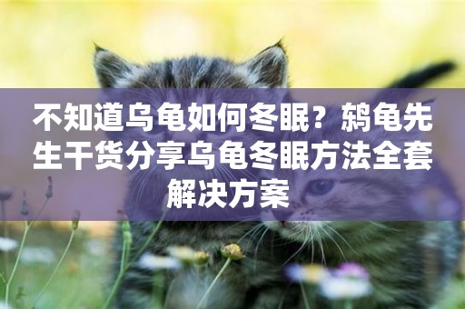 不知道烏龜如何冬眠？鶇龜先生干貨分享烏龜冬眠方法全套解決方案 