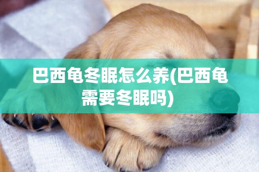 巴西龜冬眠怎么養(巴西龜需要冬眠嗎) 