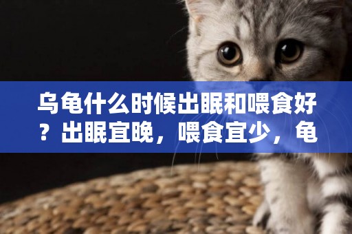 烏龜什么時候出眠和喂食好？出眠宜晚，喂食宜少，龜出眠喂食建議 
