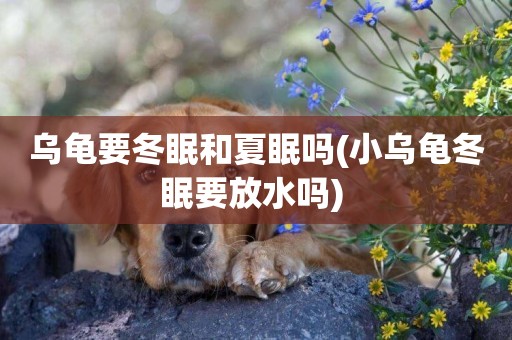 烏龜要冬眠和夏眠嗎(小烏龜冬眠要放水嗎) 