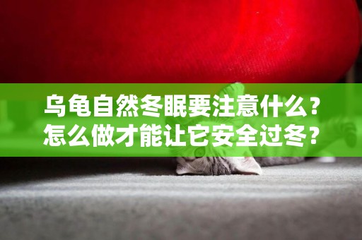 烏龜自然冬眠要注意什么？怎么做才能讓它安全過冬？ 