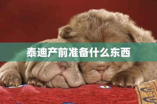 泰迪產前準備什么東西