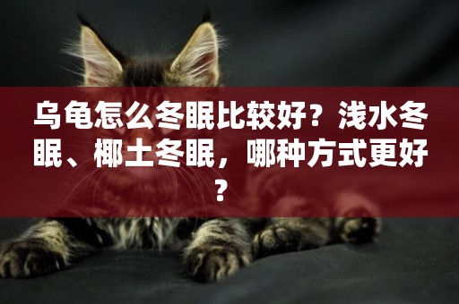 烏龜怎么冬眠比較好？淺水冬眠、椰土冬眠，哪種方式更好？ 