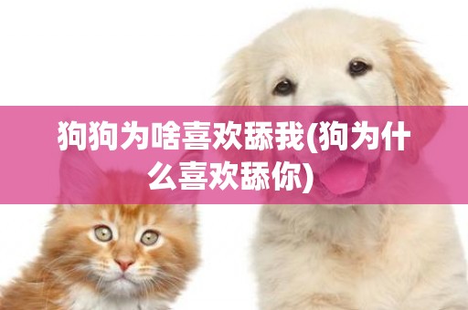 狗狗為啥喜歡舔我(狗為什么喜歡舔你) 