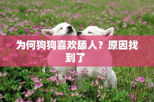 為何狗狗喜歡舔人？原因找到了 