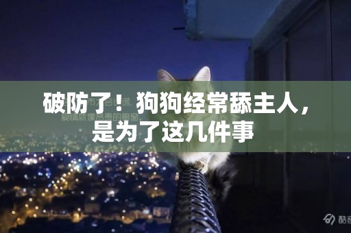 破防了！狗狗經常舔主人，是為了這幾件事 