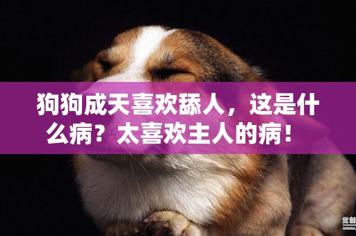 狗狗成天喜歡舔人，這是什么病？太喜歡主人的病！ 