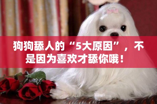 狗狗舔人的“5大原因”，不是因為喜歡才舔你哦！ 