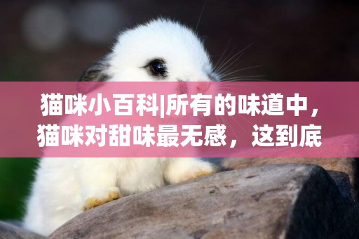 貓咪小百科|所有的味道中，貓咪對甜味最無感，這到底是為什么？ 