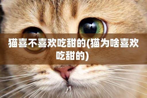 貓喜不喜歡吃甜的(貓為啥喜歡吃甜的) 