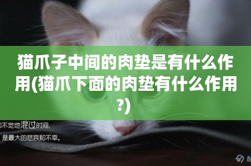 貓爪子中間的肉墊是有什么作用(貓爪下面的肉墊有什么作用?) 