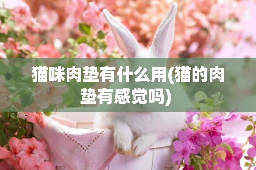 貓咪肉墊有什么用(貓的肉墊有感覺嗎) 