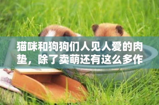 貓咪和狗狗們人見人愛的肉墊，除了賣萌還有這么多作用呢 