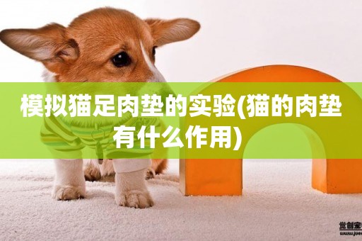 模擬貓足肉墊的實驗(貓的肉墊有什么作用) 