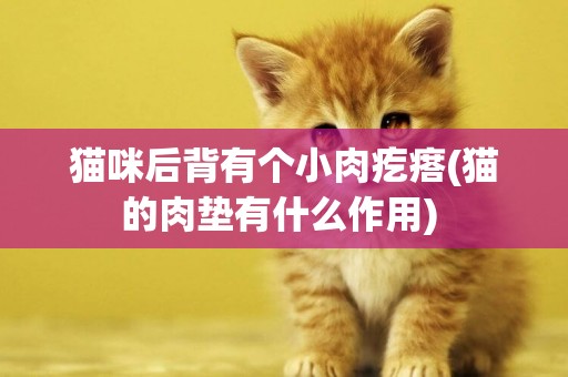 貓咪后背有個小肉疙瘩(貓的肉墊有什么作用) 