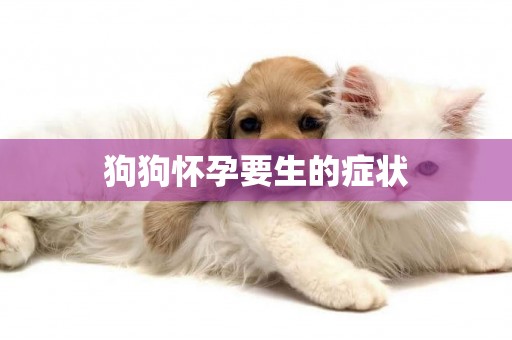 狗狗懷孕要生的癥狀