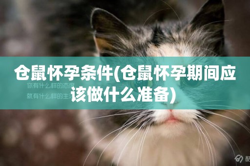 倉鼠懷孕條件(倉鼠懷孕期間應該做什么準備) 