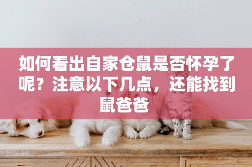 如何看出自家倉鼠是否懷孕了呢？注意以下幾點，還能找到鼠爸爸 