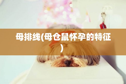 母排線(母倉鼠懷孕的特征) 