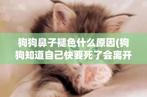 狗狗鼻子褪色什么原因(狗狗知道自己快要死了會離開嗎) 