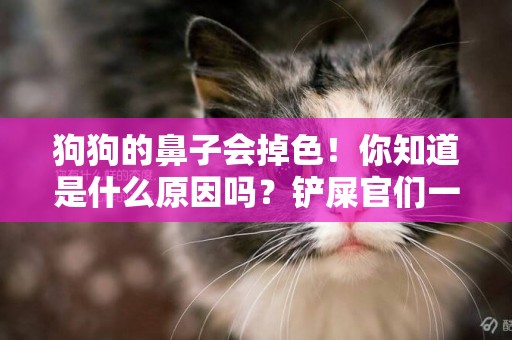 狗狗的鼻子會掉色！你知道是什么原因嗎？鏟屎官們一定要引起重視 