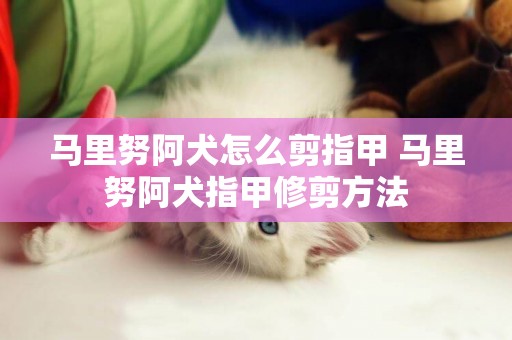 馬里努阿犬怎么剪指甲 馬里努阿犬指甲修剪方法